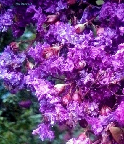 battered petals 2 SB