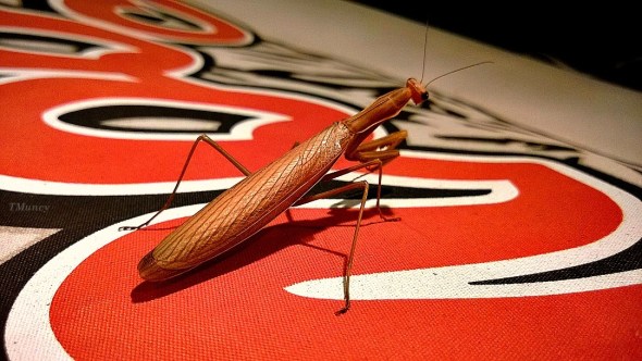 Mantis TMuncy SwittersB