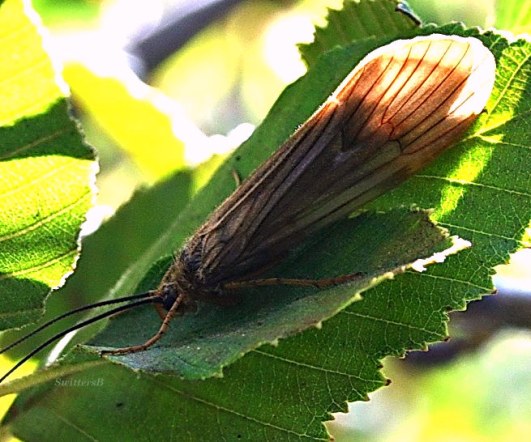 October Caddsi-Deschutes River (SwittersB)