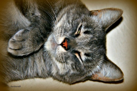 Penny Eye Barely Open Slit SB