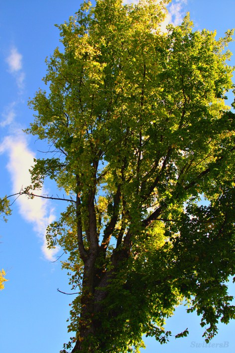 Tree Sky Peaceful