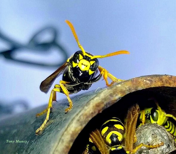 YJ Sentry TM SwittersB