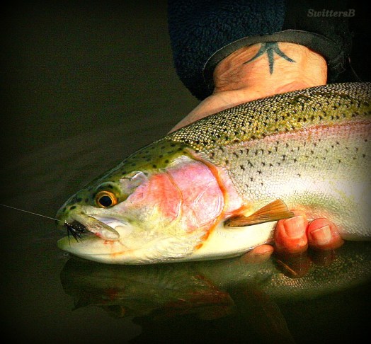 Bow Caddis Reflection SB