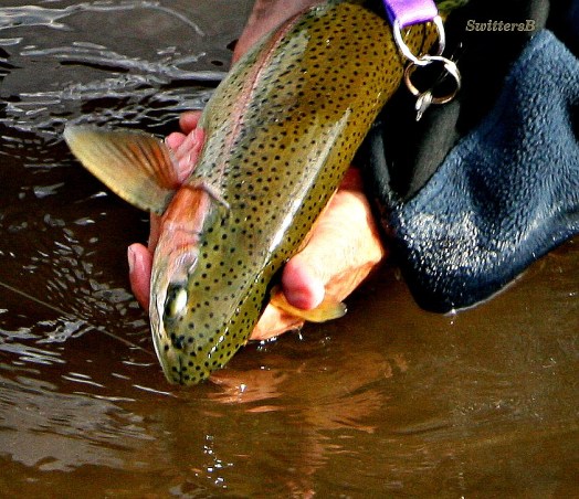 bow shallows wet cuff SB