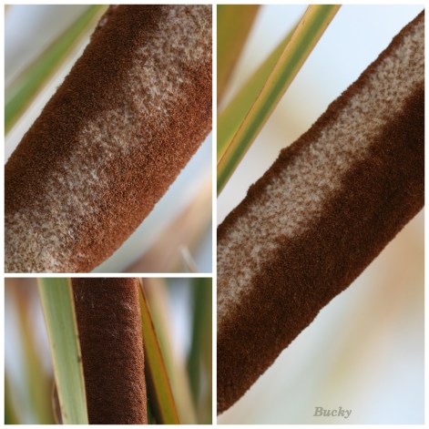Cattails Collage Bucky