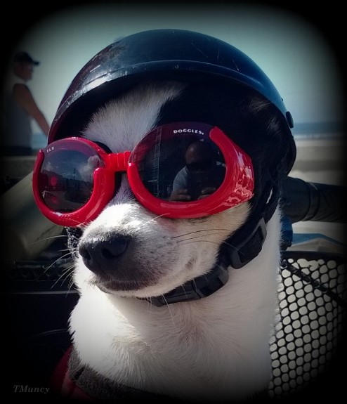 doggles