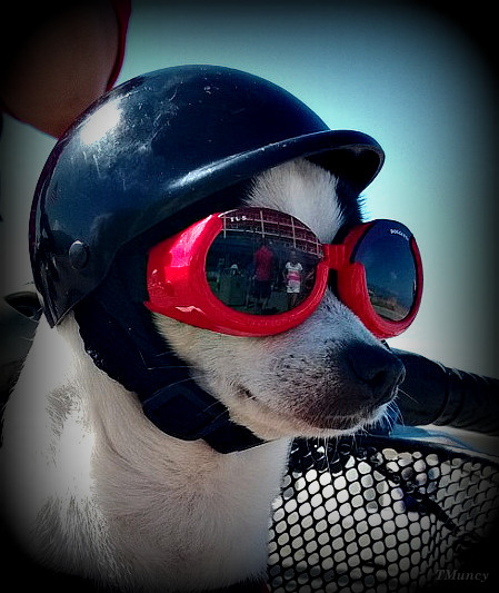 doggles1