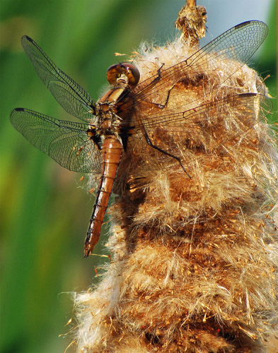 dragon wetcanvas.com