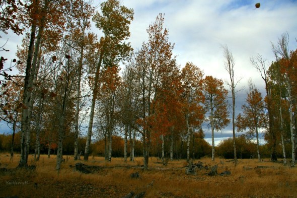 Fall Foilage Leaf Flying SB