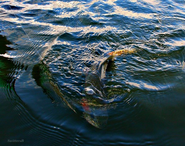 Rainbow Submerged SB