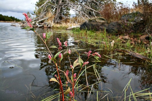 red flower lake B
