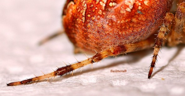 spider4 SwittersB