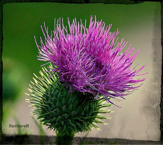 thistle bloom switttersb