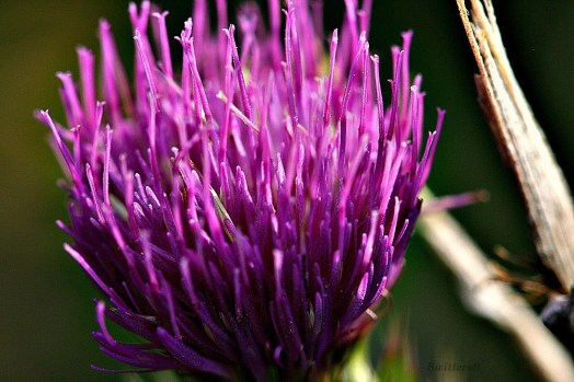 thistle flower SB