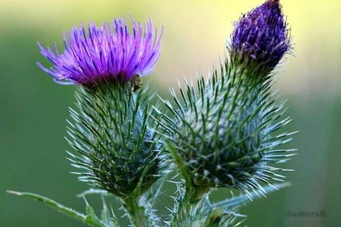 thistle purple blooms SB