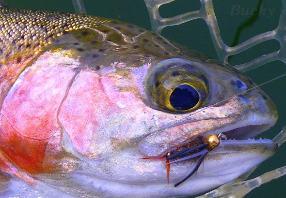 trout bead head prince B