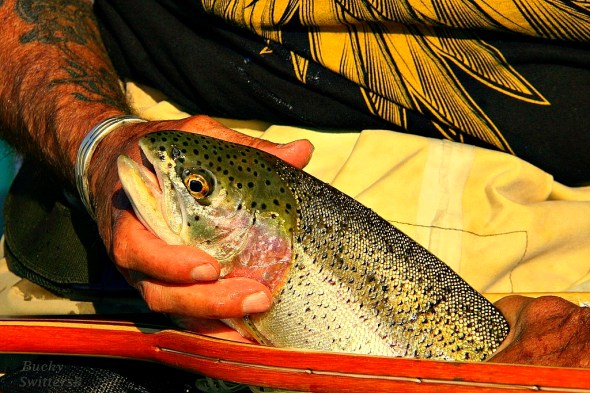 TRout head hold swittersB