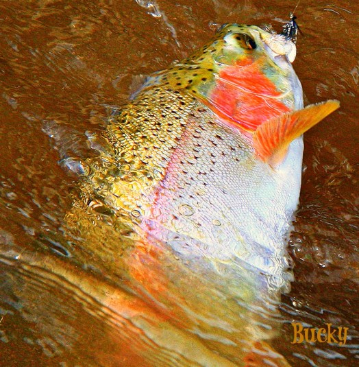 Beautiful Trout B