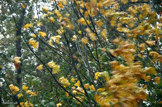 blowing leaves SwittersB