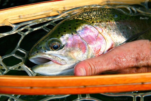 bow net wet hand Bucky SwittersB