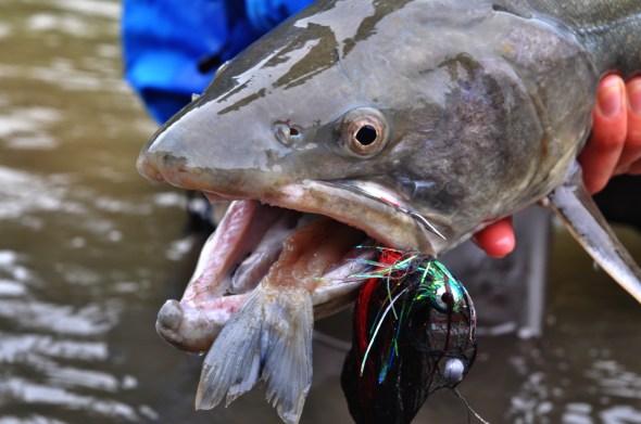 Bug Parade Big Little