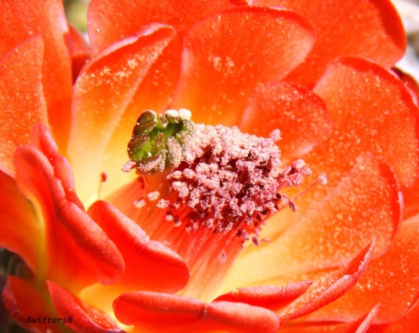 cactus bloom swittersb