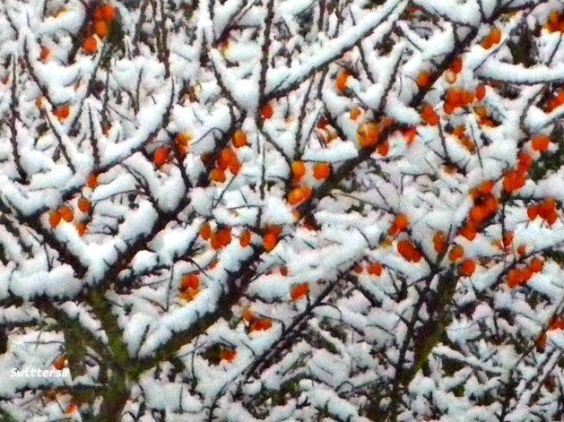 dense snow swittersb12 08