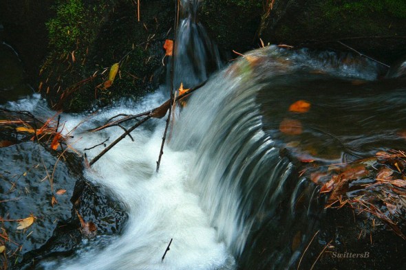 feathery water swittersb 4