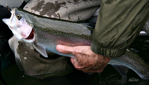 Final Trout SwittersB Bucky