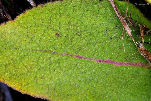 green leaf and twigs SB