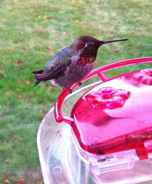 HB Perch Empty SwittersB