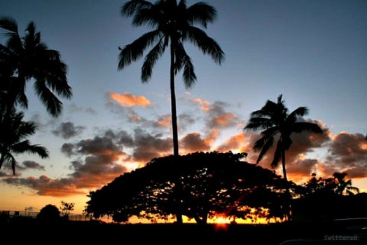 Honolulux Morning SB