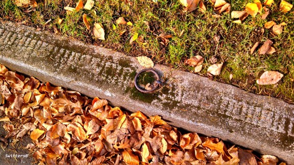 Horse Ring Curb Leaves SwittersB