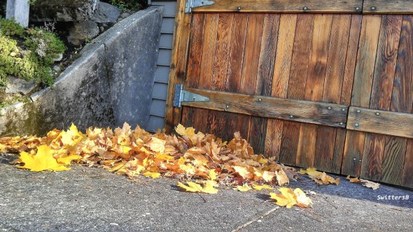 Hvy Grain Wood Doors Leaves SB