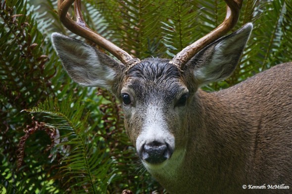 Kenneth McMillan Hard to Come by life style