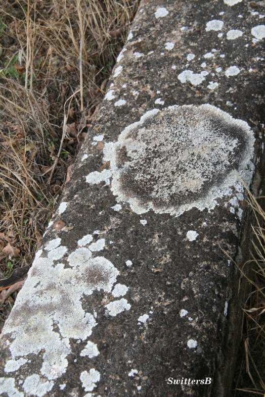 Lichen SwittersB