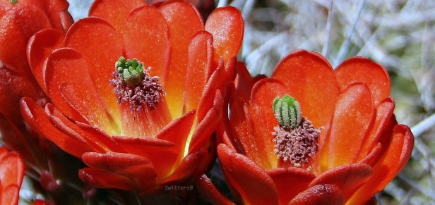 Red Cactus Blooms JTNP SwittersB