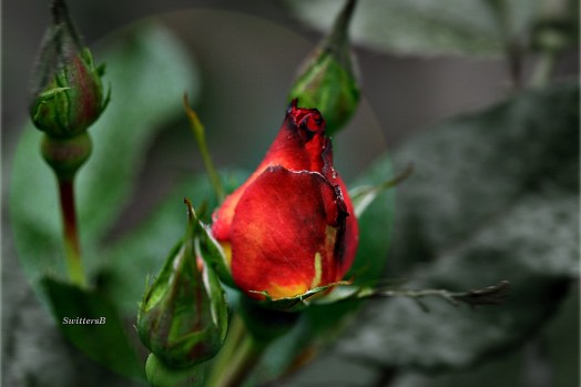 Rose Buds too late SB