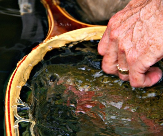 submerged beauty bow B