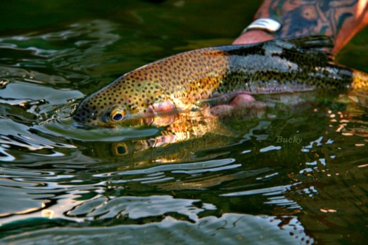 Trout Release Bucky