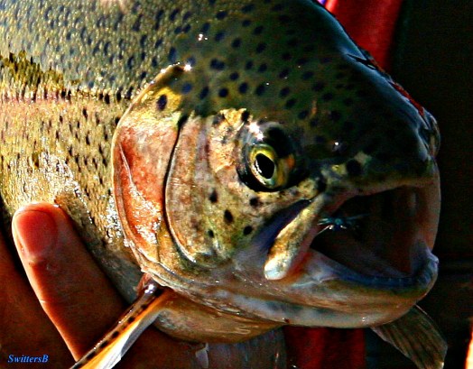 Damsel Dry Inhaled SB