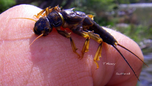 Golden Stonefly Nymph