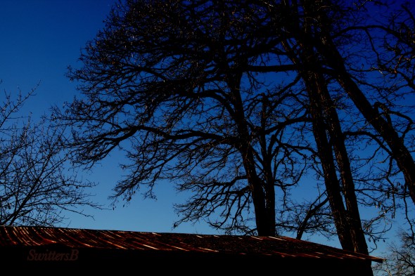 Limbs Silhouette SwittersB