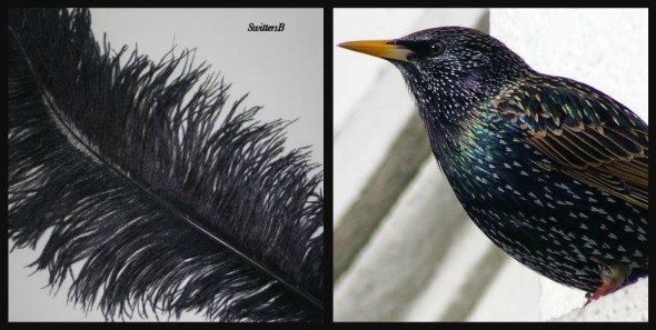 Ostrich & Starling SwittersB