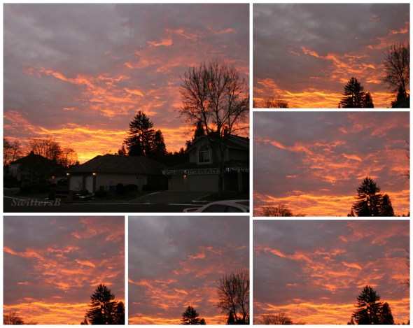 Sunrise Collage SwittersB