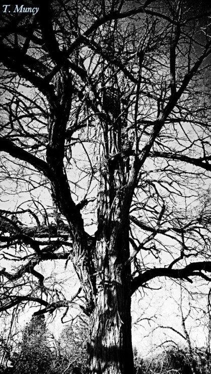 Tree BW Silhouette Life