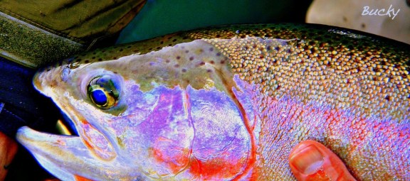 Trout Gill- Plates SwittersB