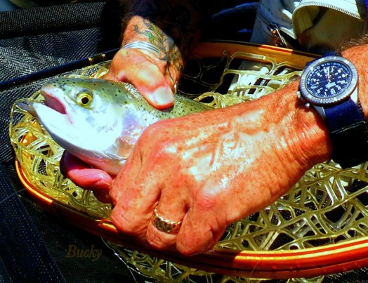 Trout net Hands Bucky