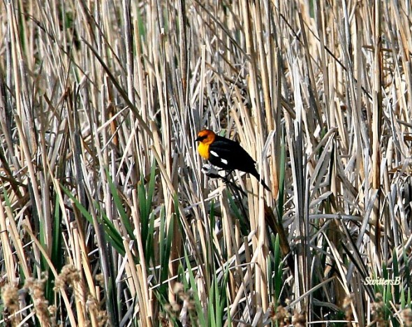 Yellow Breasted Black Bird SwittersB