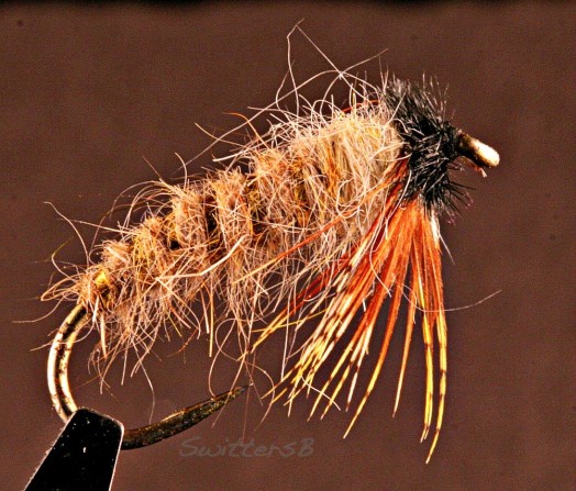 Caddis Pupa Beard SwittersB